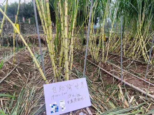 万隆优配 浙江一甘蔗地允许“自助砍甘蔗”，不少年轻人摸黑赶来：做了小时候不敢做的事